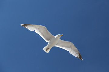 Mouette volant dans le ciel
