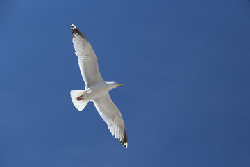 Mouette volant dans le ciel