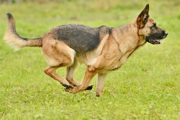 profil de berger allemand