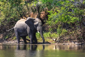 Poster Young elephant dring water in a river © pwollinga