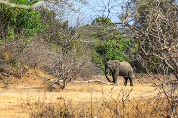 Obraz na płótnie Canvas Young elephant in a forest