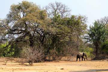 Young elephant in a forest