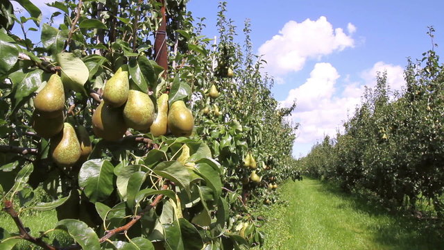 Pear orchard in Netherlands.