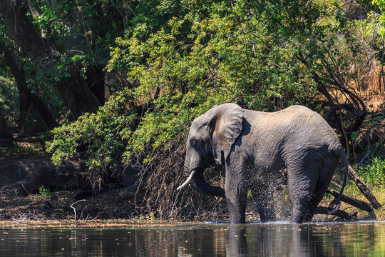 Young elephant dring water in a river