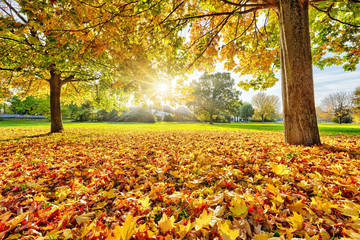 Sunny autumn foliage