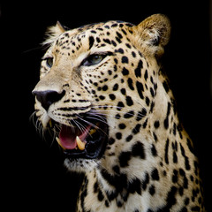Obraz premium Leopard portrait