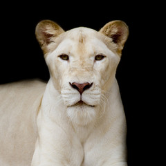 Close-up portrait of female lion