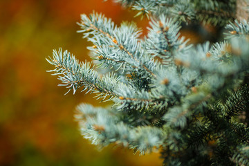 Spring cones on spruce closeup