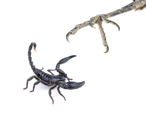 black scorpion on white background