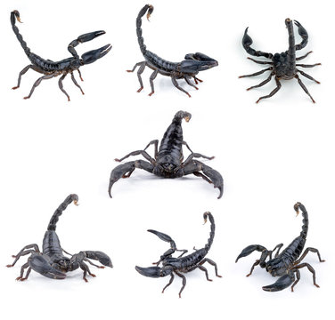 black scorpion on white background