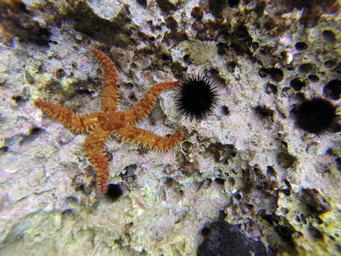 Seestern Schnorcheln Kroatien - Dornenstern und Seeigel
