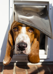Shy Basset hound peeking out of doggy door
