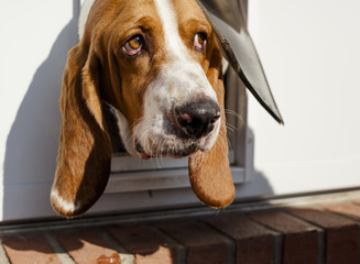 Curious Basset hound peering out of doggy door