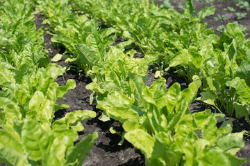 Fototapeta premium green salad isolated