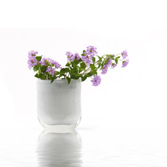 Naklejka na ściany i meble Reflection for vase of small pink flowers
