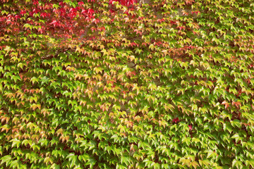 wall covered with wine leaves