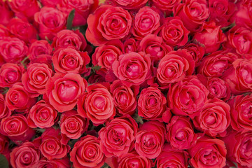 Red roses