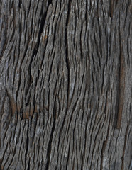 Obraz premium Texture Of Wood