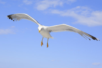 Yellow-legged gull (Larus michahellis) in the sky.