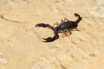 Small scorpion