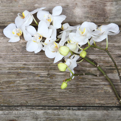 White orchid(Phalaenopsis)
