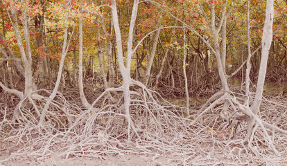 vintage mangrove forest in phuket, Thailand