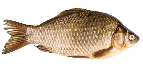 carp isolated on white background