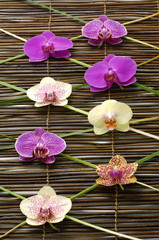 Colorful orchid with leaf on bamboo mat