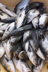 水揚げされたスズキ