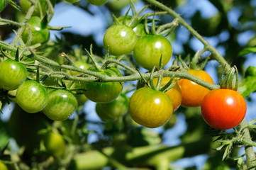 cherry tomatoes