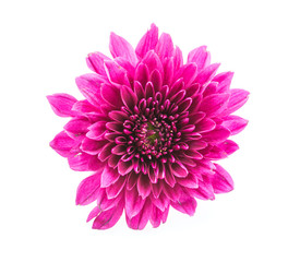 Mum flower isolated on white background