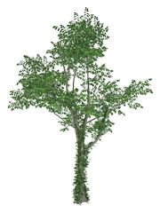 Tree isolated on a white background . 3d 