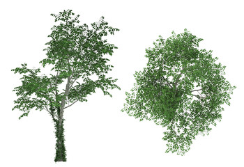 Tree isolated on a white background . 3d 
