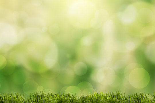 spring green grass with green bokeh and sunlight
