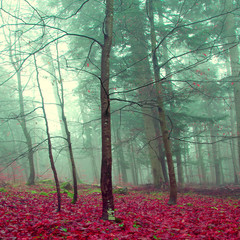 Panele Szklane Podświetlane  Mistyczny kolor lasu