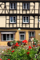 Fototapeta na wymiar Flowers and Colmar typical architecture on the background, Alsace, France