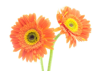vintage gerbera flowers isolated on white background