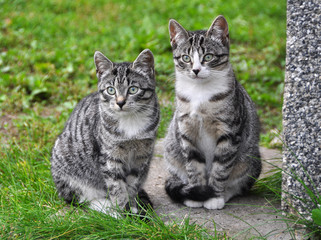Naklejka na ściany i meble Two striped little kittens on green grass