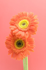 vintage gerbera flowers  on pink background