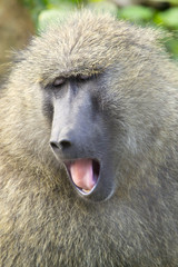 Yawning baboon