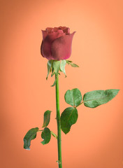 vintage rose on orange background