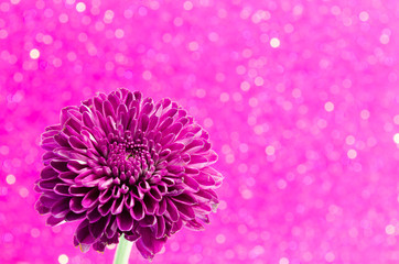 Fototapeta premium Dahlia Autumn flower design