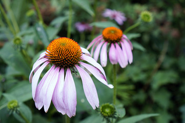 Эхинацея