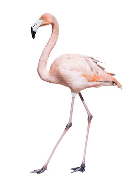 Fototapeta  pink flamingo. Isolated over white