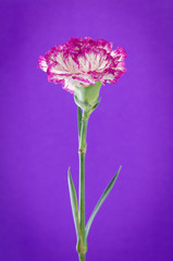 carnation flower design on purple background