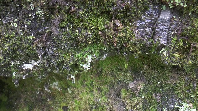 mousse dans la for&ecirc;t