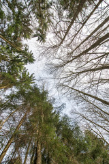 treetop panorama