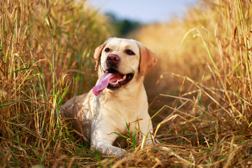 labrador retriever dog