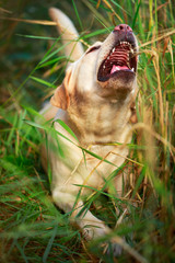 labrador retriever dog