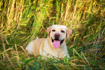 labrador retriever dog